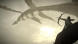 Shadow of the Colossus. В тени колосса [PS4, русская версия] в Таганроге